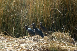 birds-on-uros-islands-resized