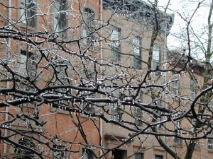 glazed-tree-branches-on-warren-st-resized