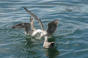 brutal-gulls