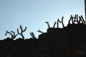 cacti-wall-cropped-resized