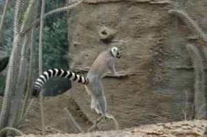 leapin-lemurs-1