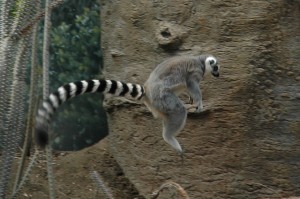 leapin-lemurs-2