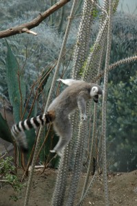 leapin-lemurs-4