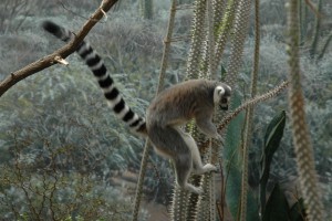 leapin-lemurs-6