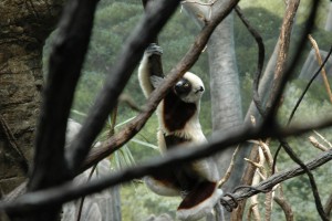 lemur-2