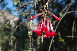 peruvian-flower