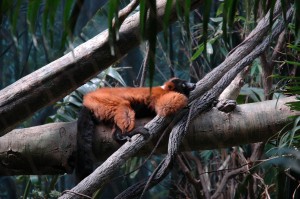 red-lemur-2