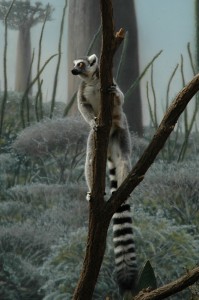 ring-tailed-lemur