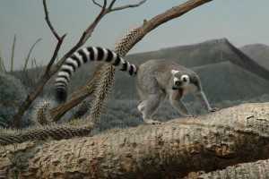 ring-tailed-lemur-2